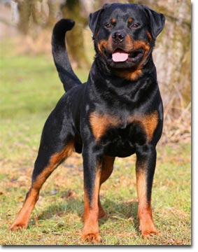 Valentino vom Hause Neubrand