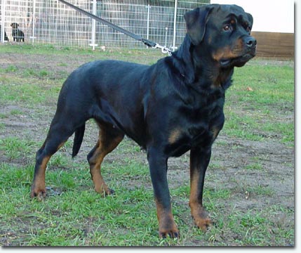 Vetzi vom Wolfert Turm