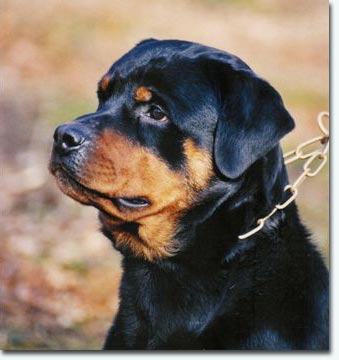 Vitus vom Schwaiger Wappen