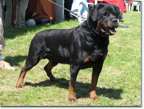 Watzmann von der Bleichstrasse