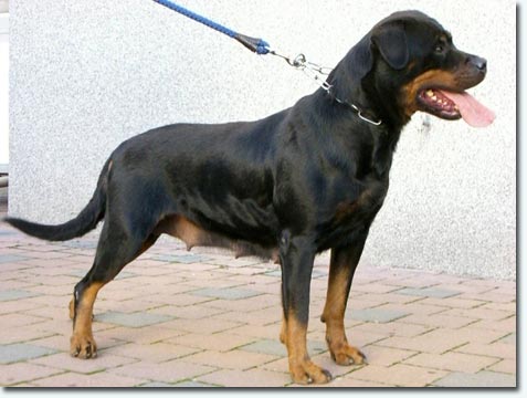 Whitney von der Crossener Ranch