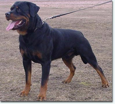 Xamos vom Wolfert Turm