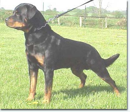 Xaro von der Flugschneise