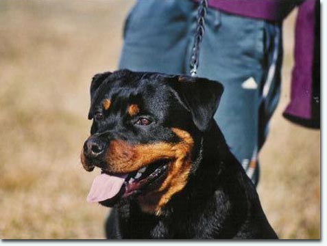 Yaki vom Schwaiger Wappen