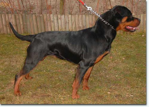 Yvett vom Schwaiger Wappen