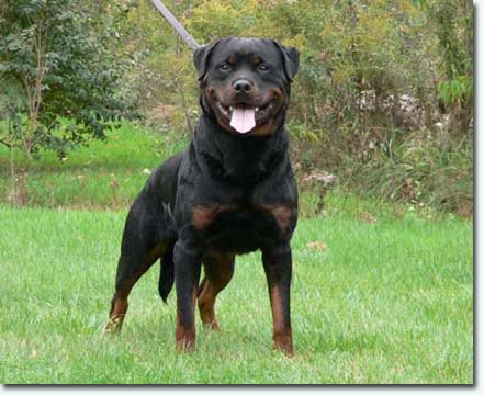 Zico vom Schwaiger Wappen II