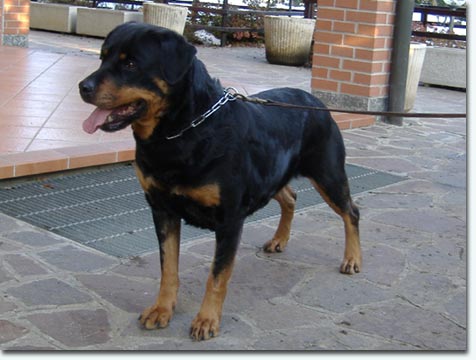 Zitta von der Gruberheide