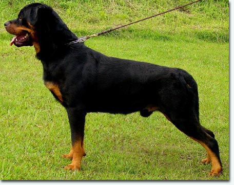 Zorn vom Wolfert Turm