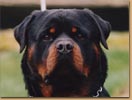 Balou vom Silberblick
