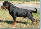 Mambo von der Crossener Ranch