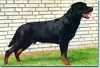 Biko vom Herrenholz