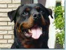 Biko vom Herrenholz