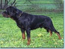 Percy von der Zirbelnuss