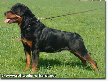 Fenja vom Gr&uuml;ntenblick
