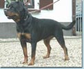 Ismay vom Hause Enzian