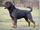 Orka vom Hause Enzian