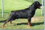 Odin von Medilica