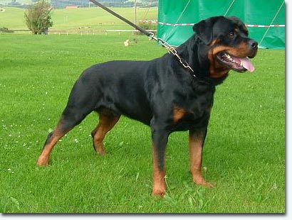 Bronco vom Rotbachtal
