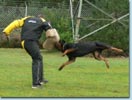 Bronco vom Rotbachtal