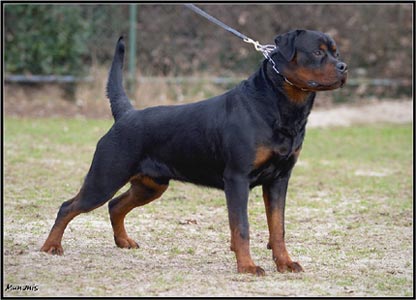 Herbie vom Grüntenblick