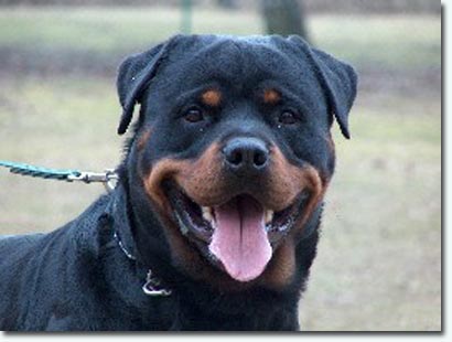 Hecktor von der Donnereiche