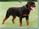 Hoss vom Hause Enzian