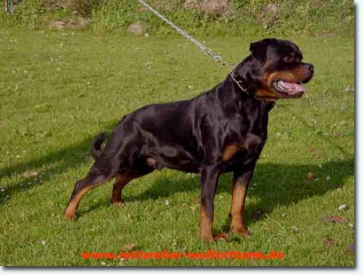 Exel vom weissen Schwan